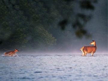 Beseda /  Pavel Kuča / Divoká příroda Bieščad
